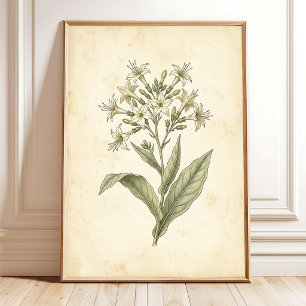Bloeiende Tabak Botanische Muurkunstprint Poster