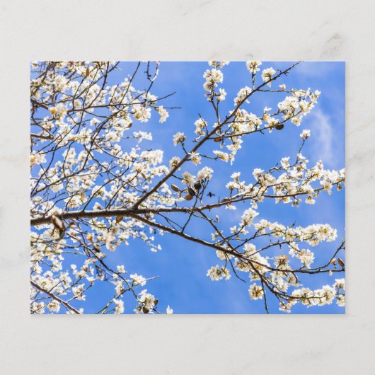 bloeiende tak (Voorkant)