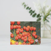 Bloeiende tulpen! briefkaart (Staand voorkant)