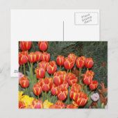 Bloeiende tulpen! briefkaart (Voorkant / Achterkant)