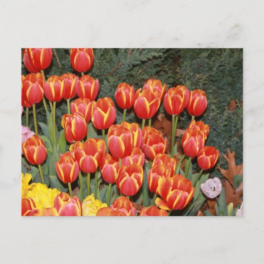 Bloeiende tulpen! briefkaart (Voorkant)