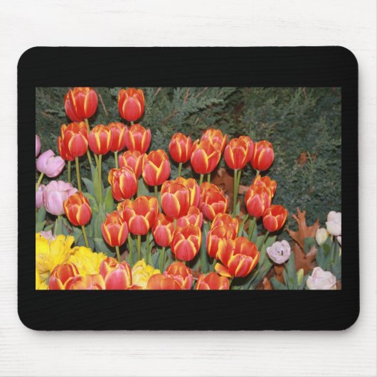 Bloeiende tulpen! muismat (Voorkant)