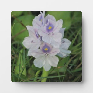 Bloeiende Waterhyacint - Tropische Waterbloem Fotoplaat