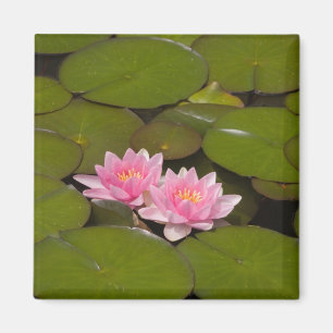 Bloeiende waterlelies magneet