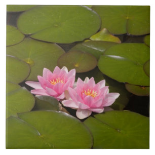 Bloeiende waterlelies tegeltje