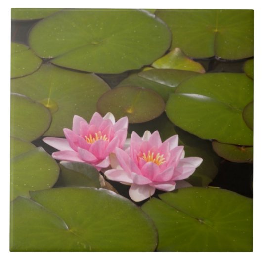 Bloeiende waterlelies tegeltje (Voorkant)