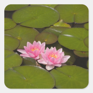 Bloeiende waterlelies vierkante sticker