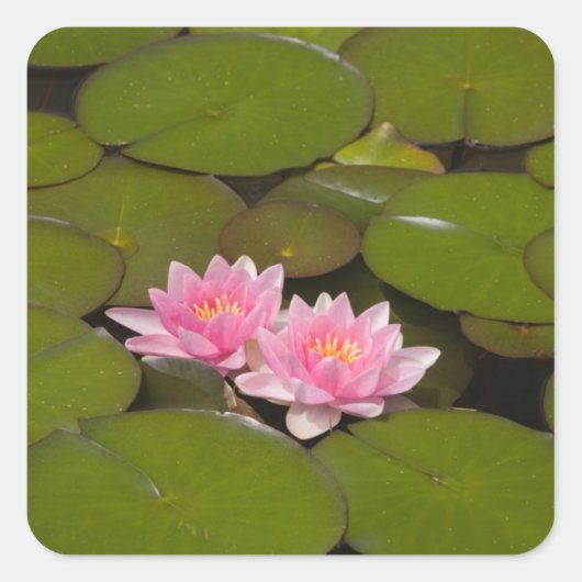 Bloeiende waterlelies vierkante sticker (Voorkant)