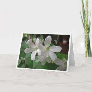 Bloeiende witte shamrockbloemen, blanco binnenkant kaart