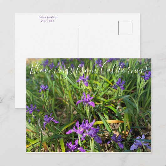 Bloeiingen uit Californië: Pacific Coast Iris Briefkaart (Voorkant / Achterkant)