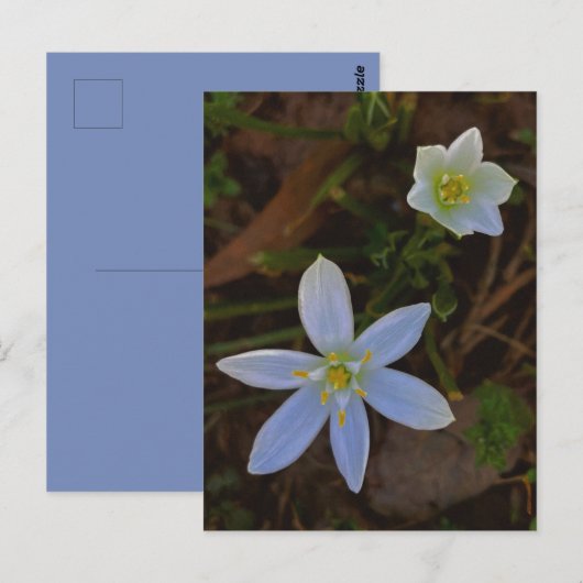 bloeit in het wit briefkaart (Voorkant / Achterkant)
