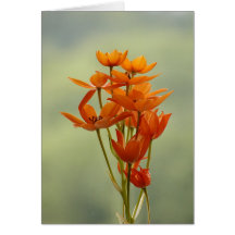 bloem