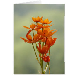 bloem