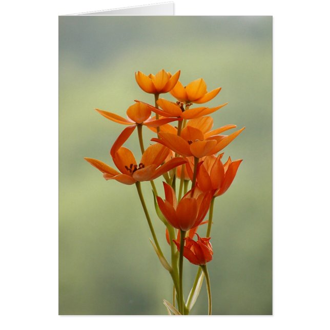 bloem (Voorkant)