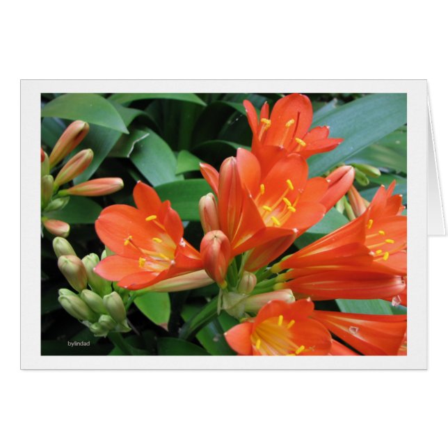 Bloem3 (Voorkant Horizontaal)