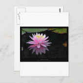 Bloem 017 Roze waterLily Briefkaart (Voorkant / Achterkant)