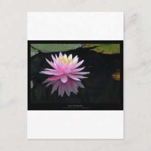 Bloem 017 Roze waterLily Briefkaart