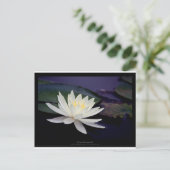 Bloem 039 Witte waterLily Briefkaart (Staand voorkant)