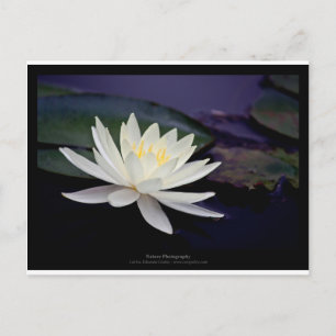 Bloem 039 Witte waterLily Briefkaart