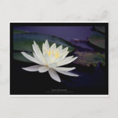 Bloem 039 Witte waterLily Briefkaart (Voorkant)