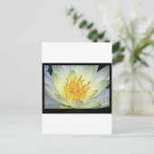 Bloem 061 Witte waterLily Briefkaart (Staand voorkant)