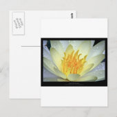 Bloem 061 Witte waterLily Briefkaart (Voorkant / Achterkant)