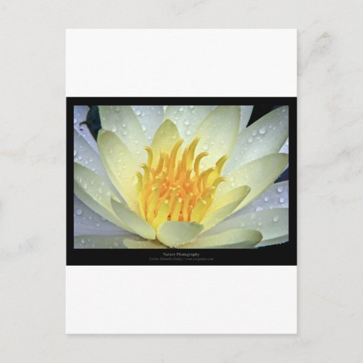 Bloem 061 Witte waterLily Briefkaart (Voorkant)