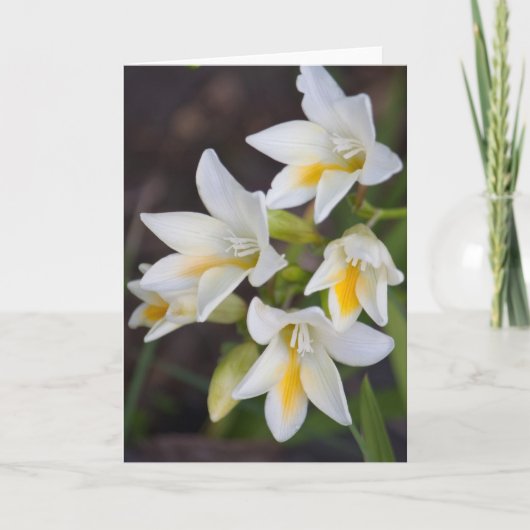 Bloem #1668 kaart (Voorkant)