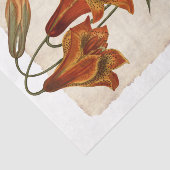 Bloem 43 Tiger Lily-depotpapier Tissuepapier (Detail)