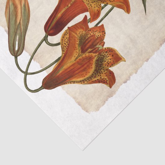 Bloem 43 Tiger Lily-depotpapier Tissuepapier (Detail)