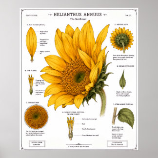 Bloem Anatomie Diagram Poster | Vintage Bloemen