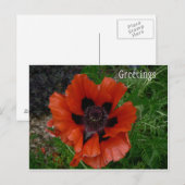Bloem ansichtkaart briefkaart (Voorkant / Achterkant)