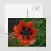 Bloem ansichtkaart briefkaart (Voorkant / Achterkant)