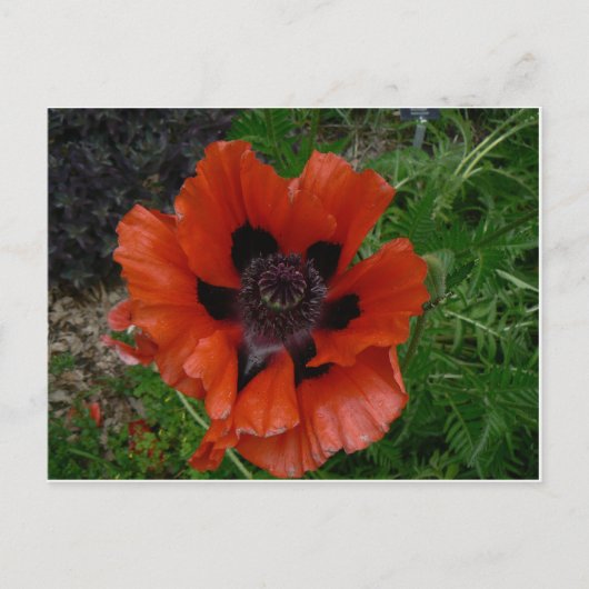 Bloem ansichtkaart briefkaart (Voorkant)