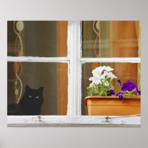 Bloem bij het raam, Sighisoara, Roemenië Poster