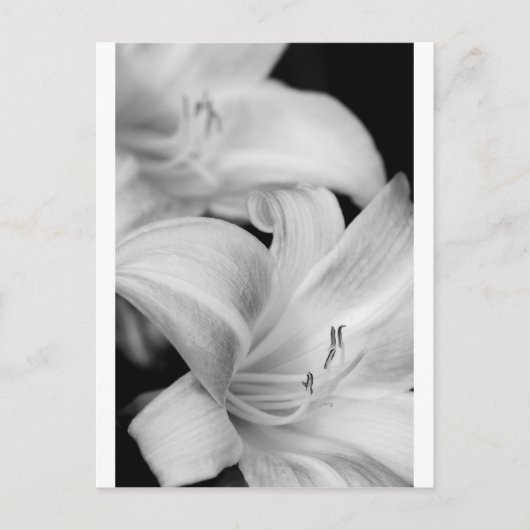 Bloem Briefkaart (Voorkant)