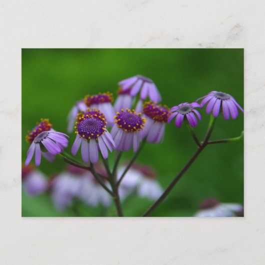 Bloem Briefkaart (Voorkant)