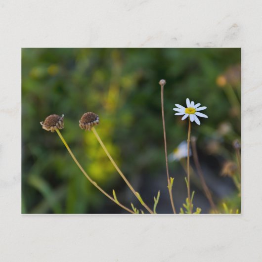 Bloem Briefkaart (Voorkant)