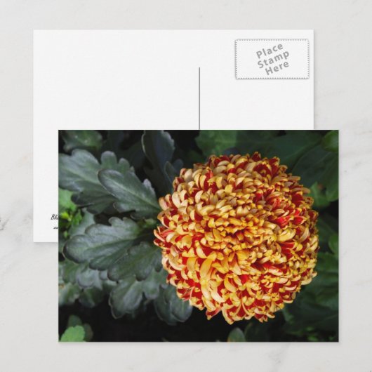 Bloem Briefkaart (Voorkant / Achterkant)