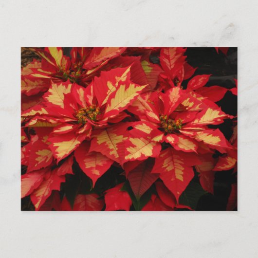 Bloem Briefkaart (Voorkant)