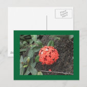 Bloem Briefkaart (Voorkant / Achterkant)
