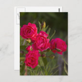 Bloem Briefkaart (Voorkant / Achterkant)