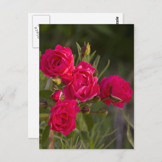 Bloem Briefkaart (Voorkant / Achterkant)