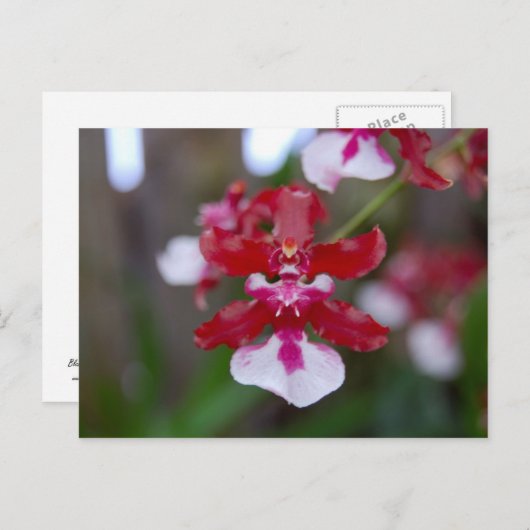 Bloem Briefkaart (Voorkant / Achterkant)