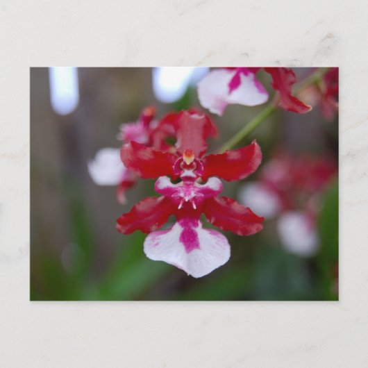 Bloem Briefkaart (Voorkant)