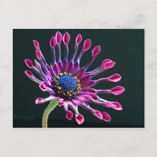 bloem briefkaart (Voorkant)