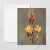 Bloem Briefkaart (Voorkant / Achterkant)