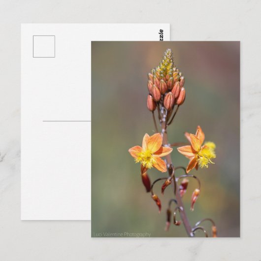 Bloem Briefkaart (Voorkant / Achterkant)