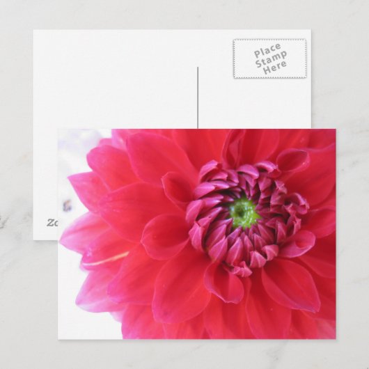 bloem briefkaart (Voorkant / Achterkant)