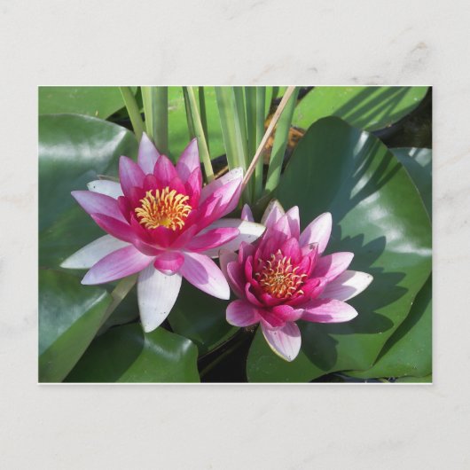 Bloem Briefkaart (Voorkant)